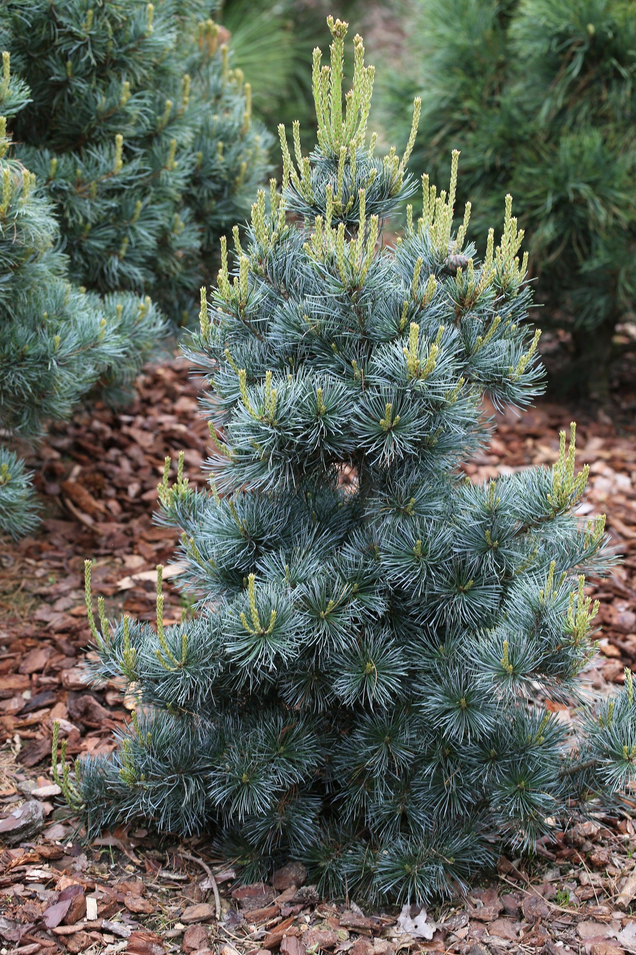 Japanese white pine Blauer Engel" 0.80 - 1.00 m Pinus parvifolia "Blauer Engel"