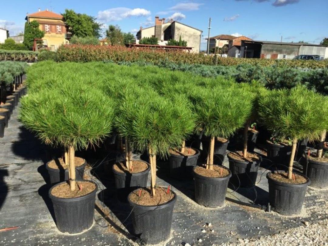 Japanese red pine Alice Verkade" 1.00 - 1.20 m Pinus densiflora "Alice Verkade"