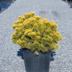 Dwarf pine Winter Gold" 0.40 - 0.60 m Pinus mugo "Winter Gold"