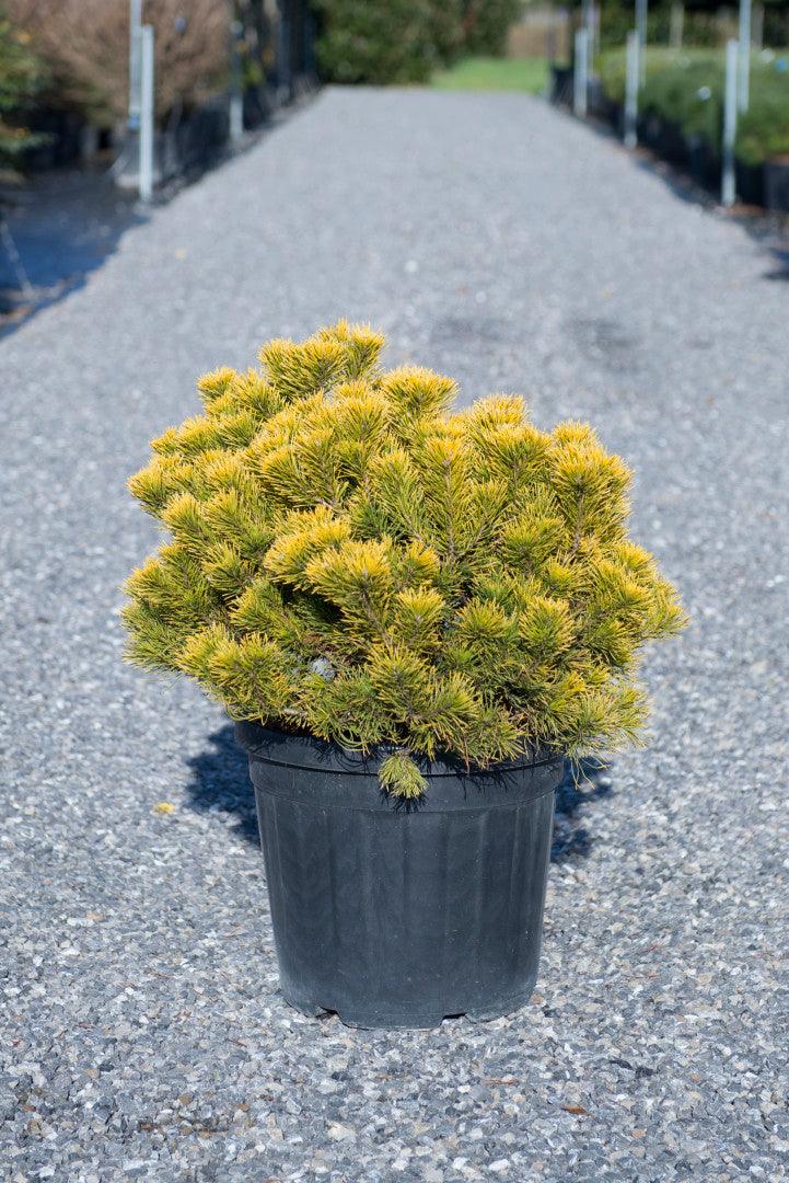 Dwarf pine Winter Gold" 0.40 - 0.60 m Pinus mugo "Winter Gold"