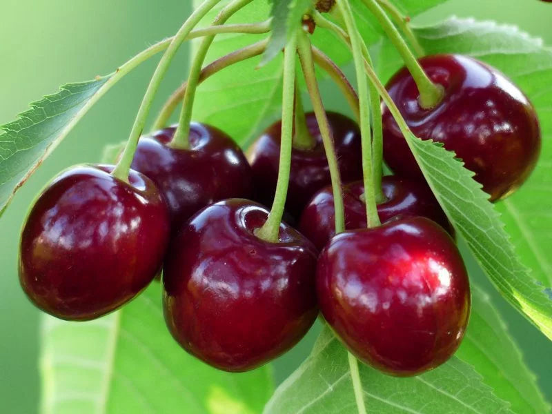 Bigarreau Burlat cherries" 1.80 - 2.30 m Prunus avium "Bigarreau Burlat"