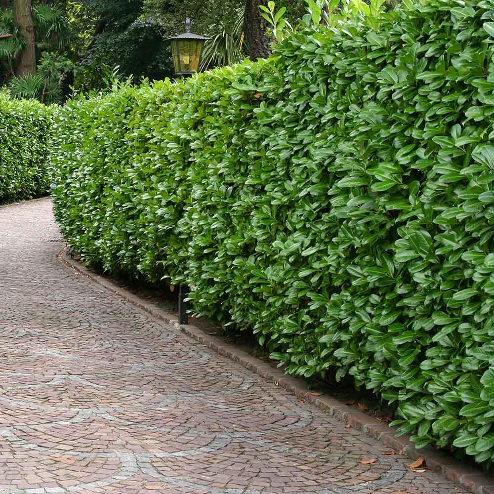 Laur englezesc Novita" 1.30 - 1.50 m Prunus laurocerasus" Novita"