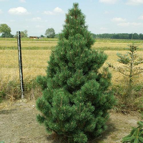 Pin pitic Columbo" 0.50 m - 0.80 m Pinus mugo "Columbo"