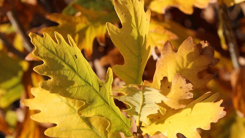 Columnar oak Koster" 3.00 - 3.50 m Quercus robur "Fastigiata Koster"