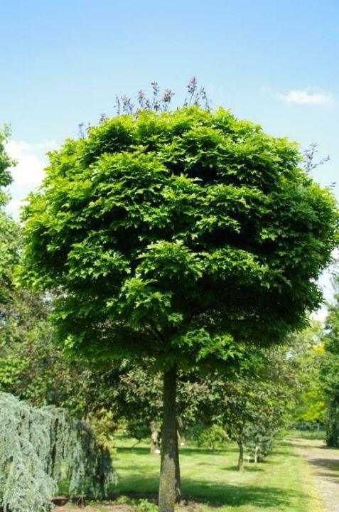 Marsh oak Green Dwarf" 2.00 - 2.50 m Quercus palustris "Green Dwarf"