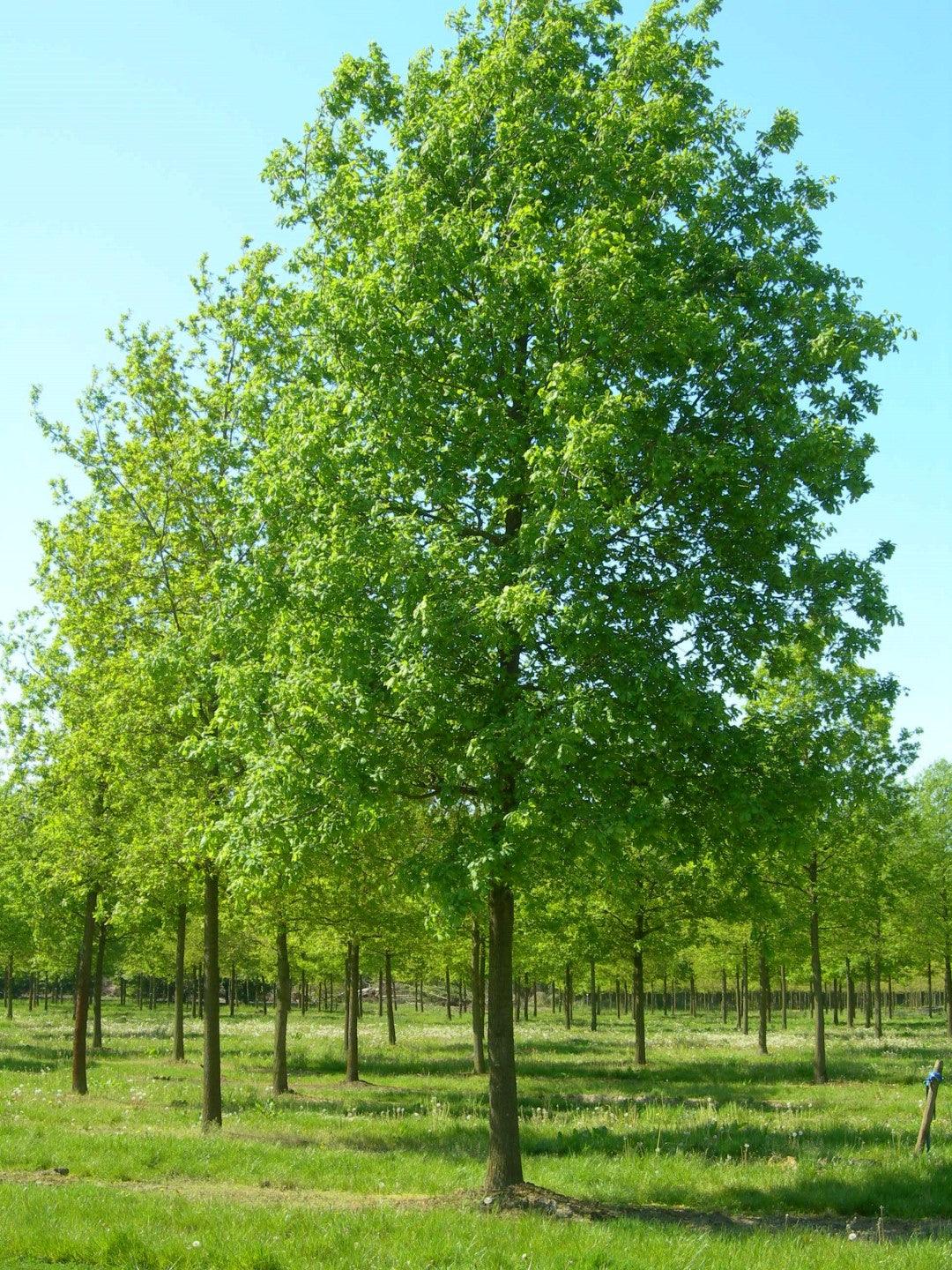 Pedunculate oak 3.00 - 4.00 m Quercus robur