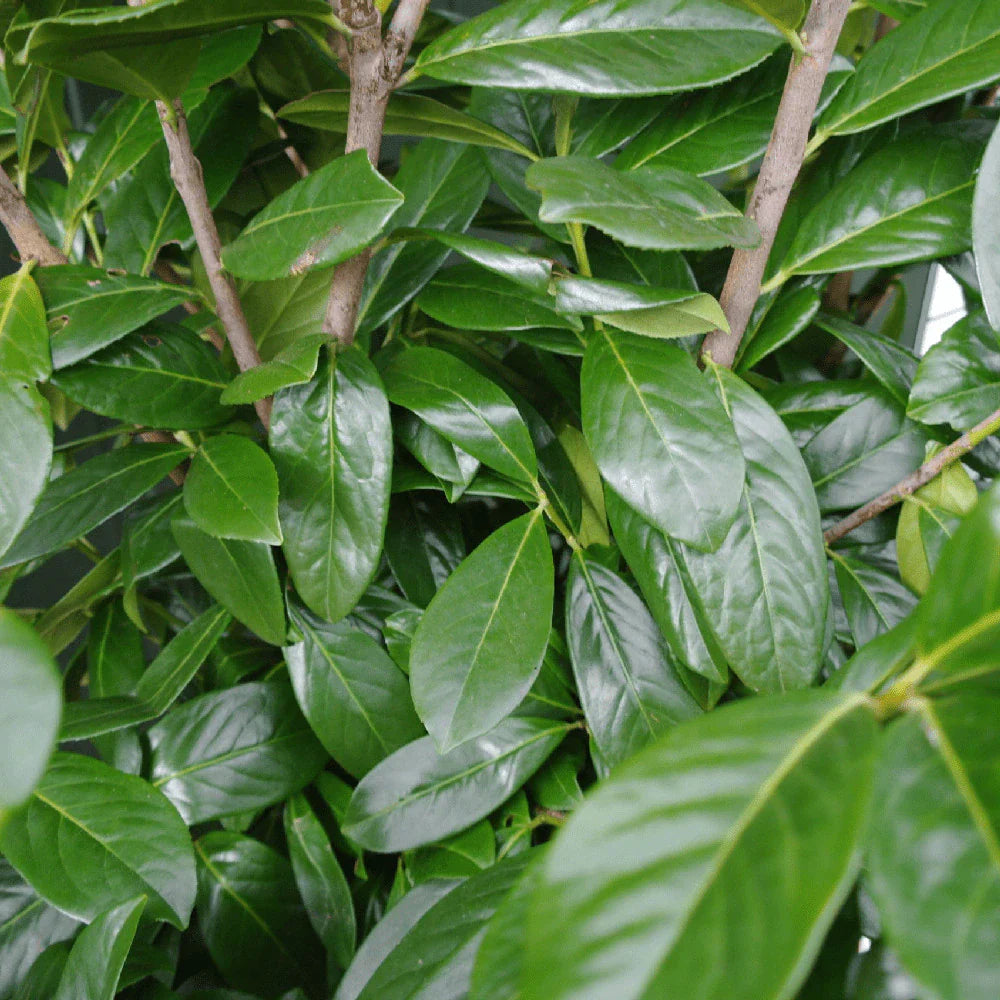 Laur englezesc Novita" 1.30 - 1.50 m Prunus laurocerasus" Novita"