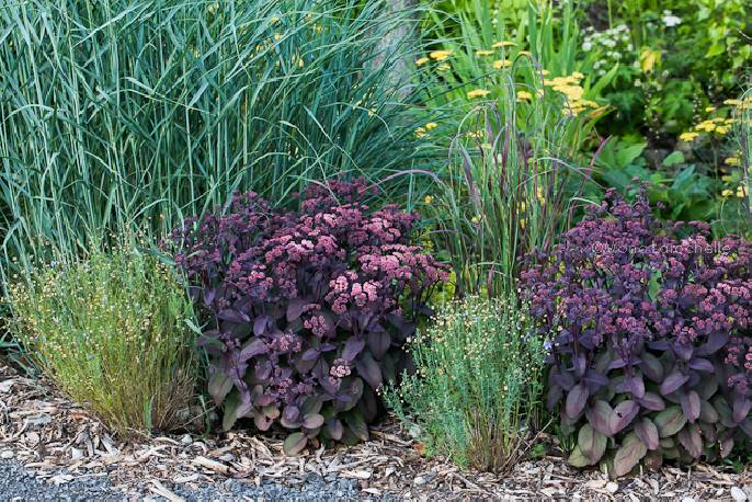 Iarba grasa Picolette " 0.20 - 0.60 m Sedum telephium "Picolette"