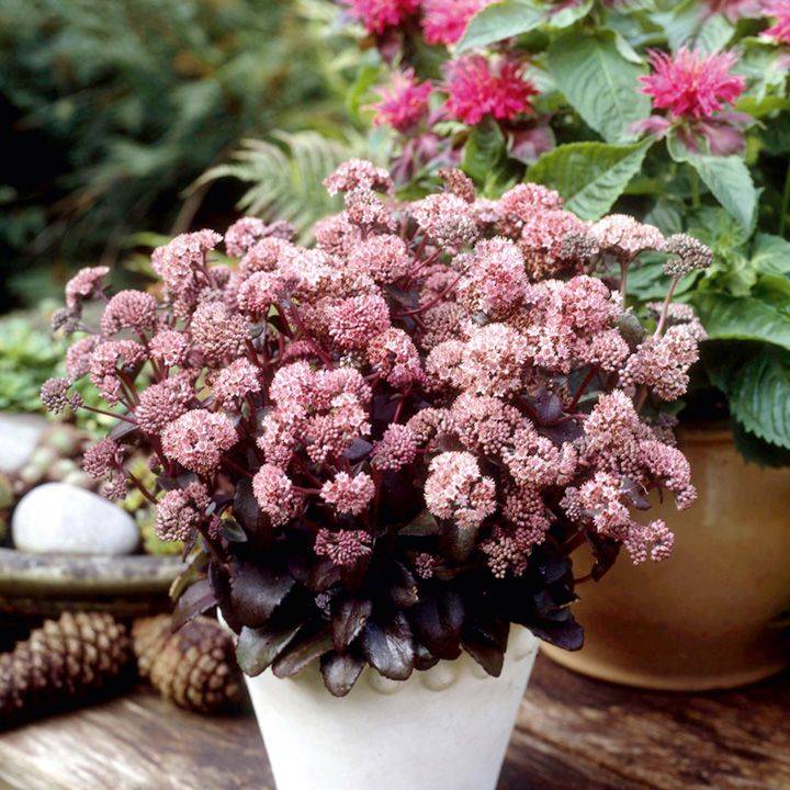 Iarba grasa Picolette " 0.20 - 0.60 m Sedum telephium "Picolette"