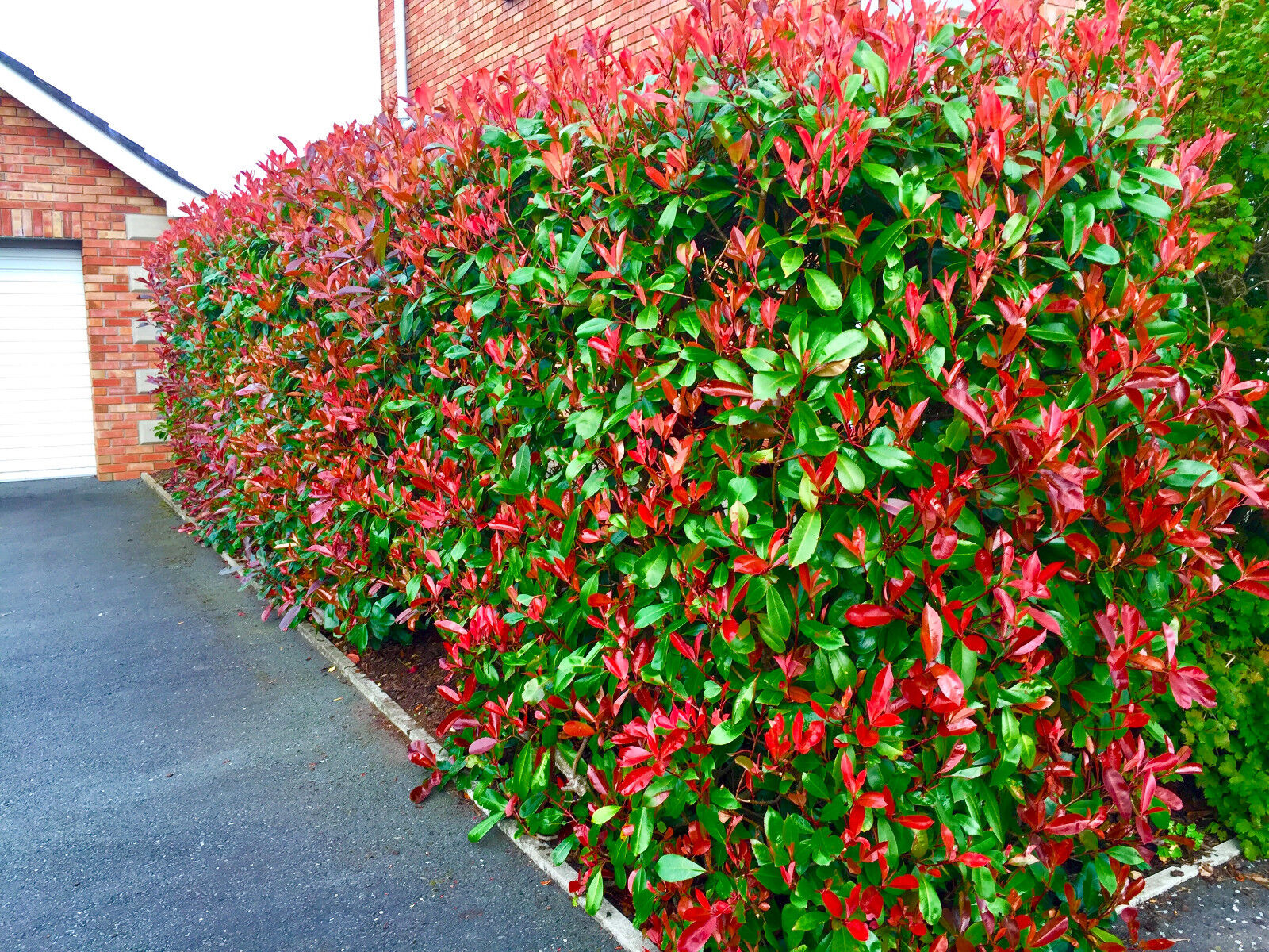 Photinia Red Robin" 1.20 - 1.40 m Photinia serulata "Red Robin"