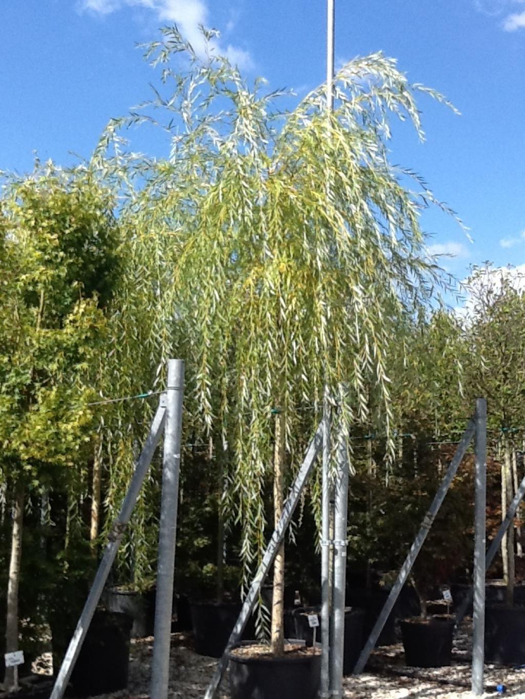 Weeping willow Aurea" 2.50 - 3.50 m Salix babylonica "Aurea"
