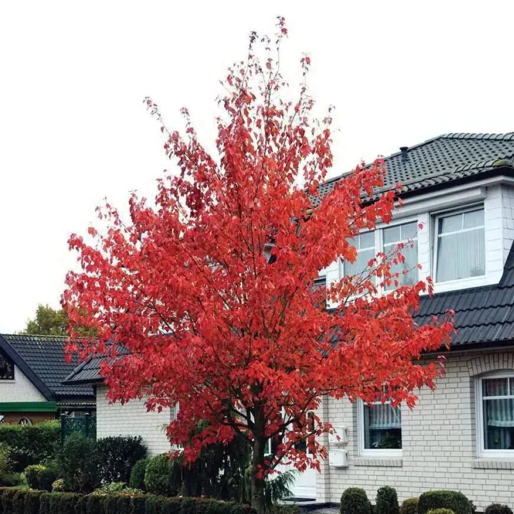 Red maple "Somerset" 2.00 - 2.50 m Acer rubrum "Somerset"