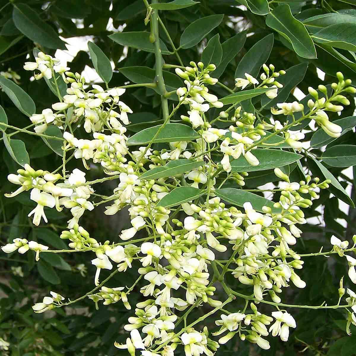 Pendulum Japanese acacia 2.00 - 2.50 m Sophora japonica Pendula"