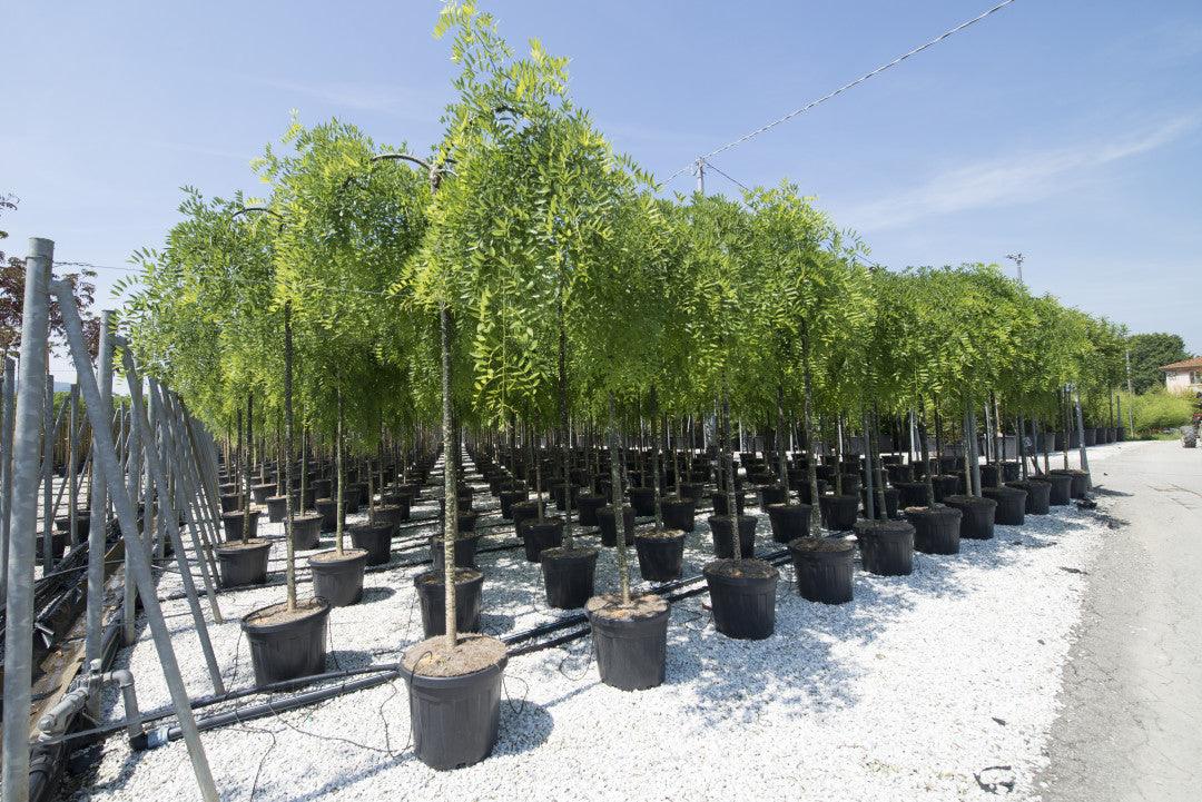 Pendulum Japanese acacia 2.00 - 2.50 m Sophora japonica Pendula"