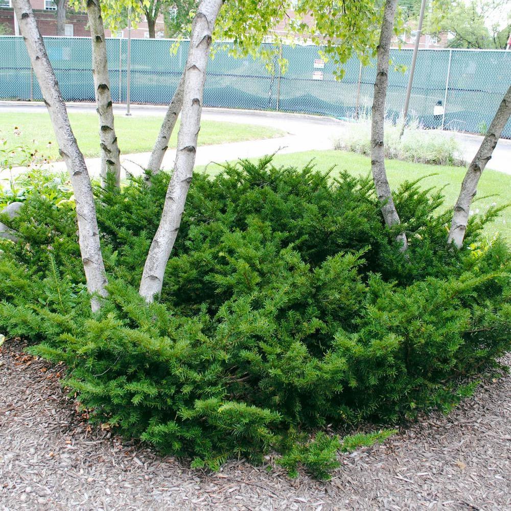 Yew Green Mountain" 1.00 - 1.20 m Taxus x media "Green Mountain"