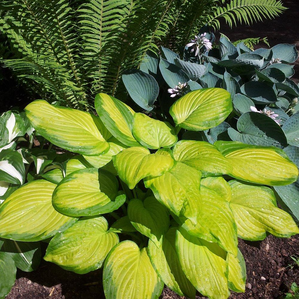 Hosta Stained Glass