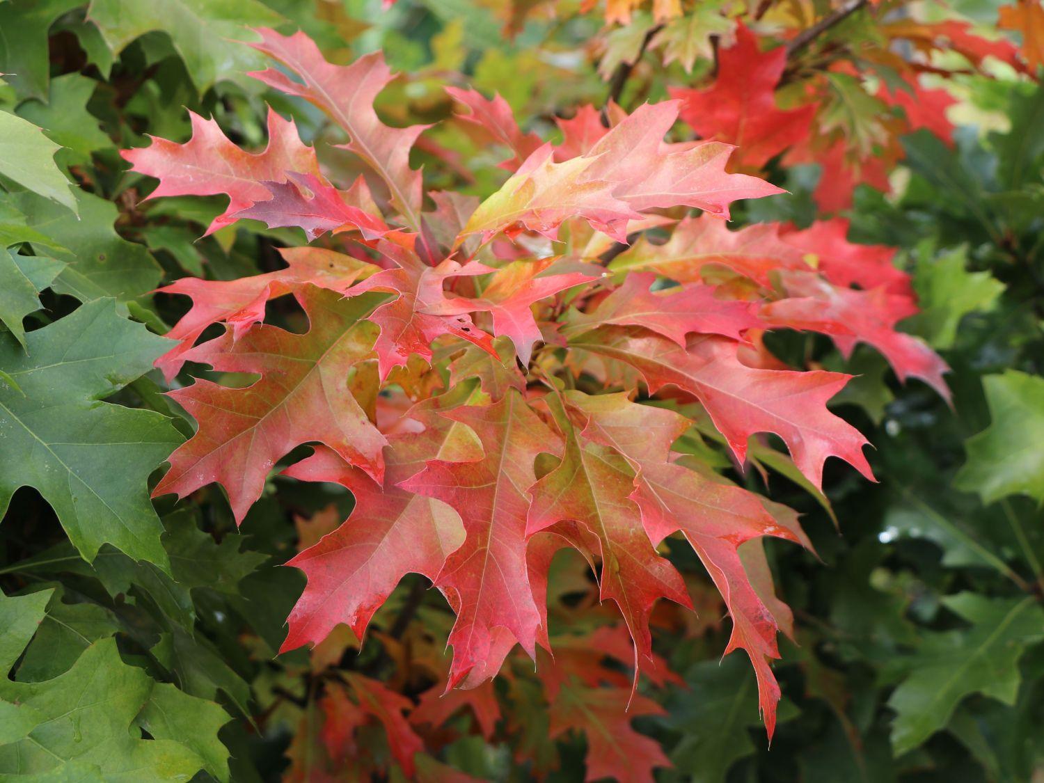 Marsh oak Green Dwarf" 2.00 - 2.50 m Quercus palustris "Green Dwarf"