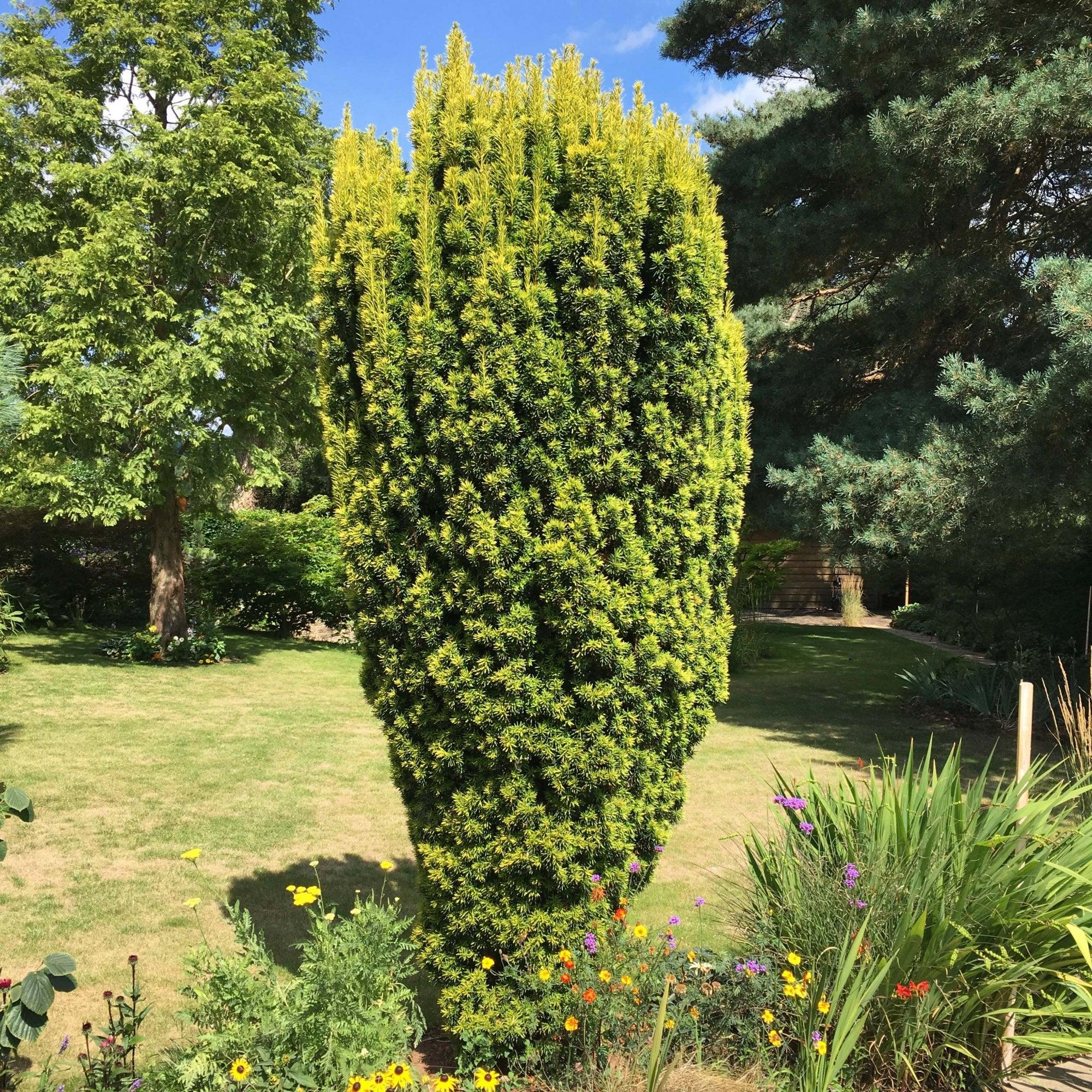 Columnar golden yew 1.00 - 1.20 m Taxus baccata Fastigiata Aurea"
