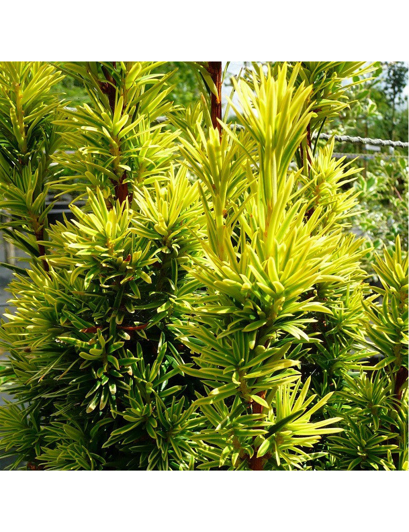 Columnar golden yew 2.00 - 2.40 m Taxus baccata Fastigiata Aurea"
