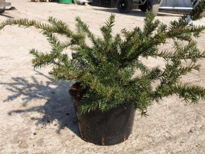 Yew Green Mountain" 1.00 - 1.20 m Taxus x media "Green Mountain"