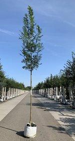 Raywood ash" 2.50 - 3.00 m Fraxinus angustifolia "Raywood"