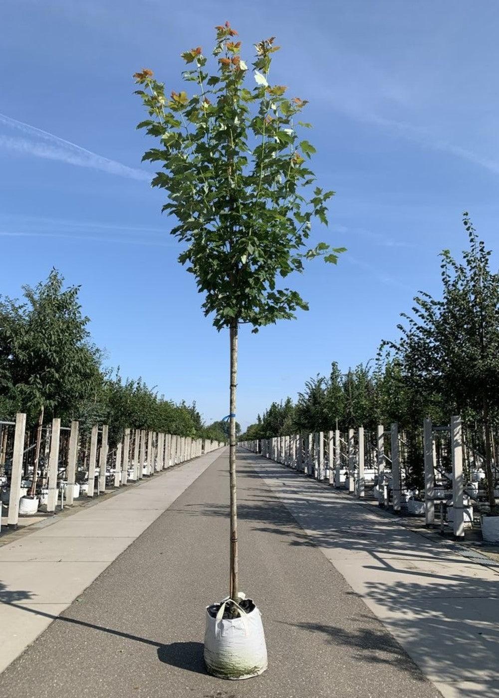 Red maple "Scalon" 2.50 - 3.50 m Acer rubrum "Scalon"