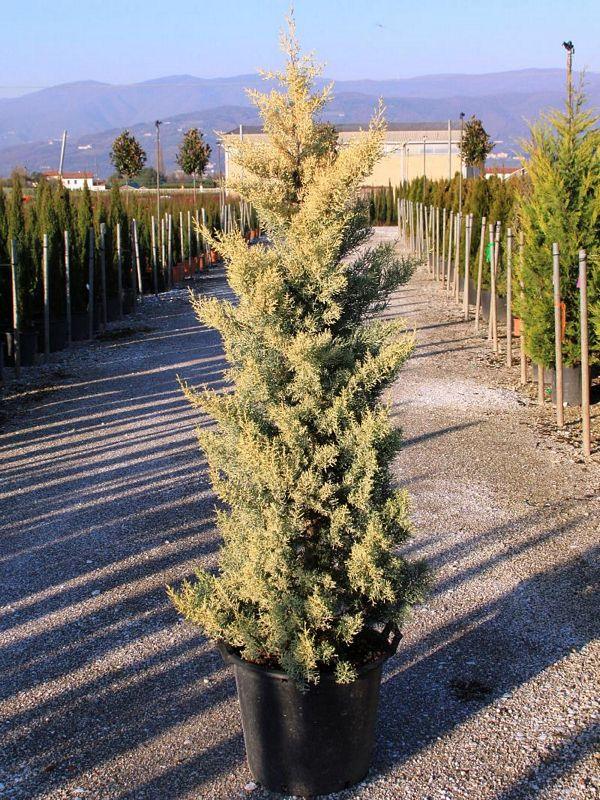 Chiparos de Arizona fastigiat auriu 1.00 - 1.20 m Cupressus arizonica ‘Fastigiata Aurea’