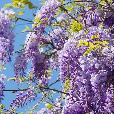 Glicina chinezească Yokahama Fuji" 2.00 m Wisteria chinensis "Yokahama Fuji"