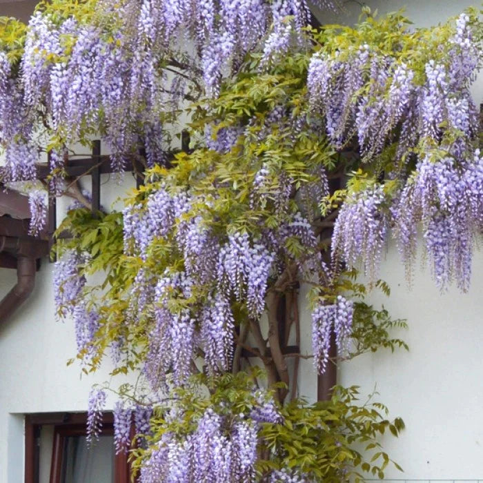 Chinese wisteria Prolific" 2.00 m Wisteria chinensis "Prolific"
