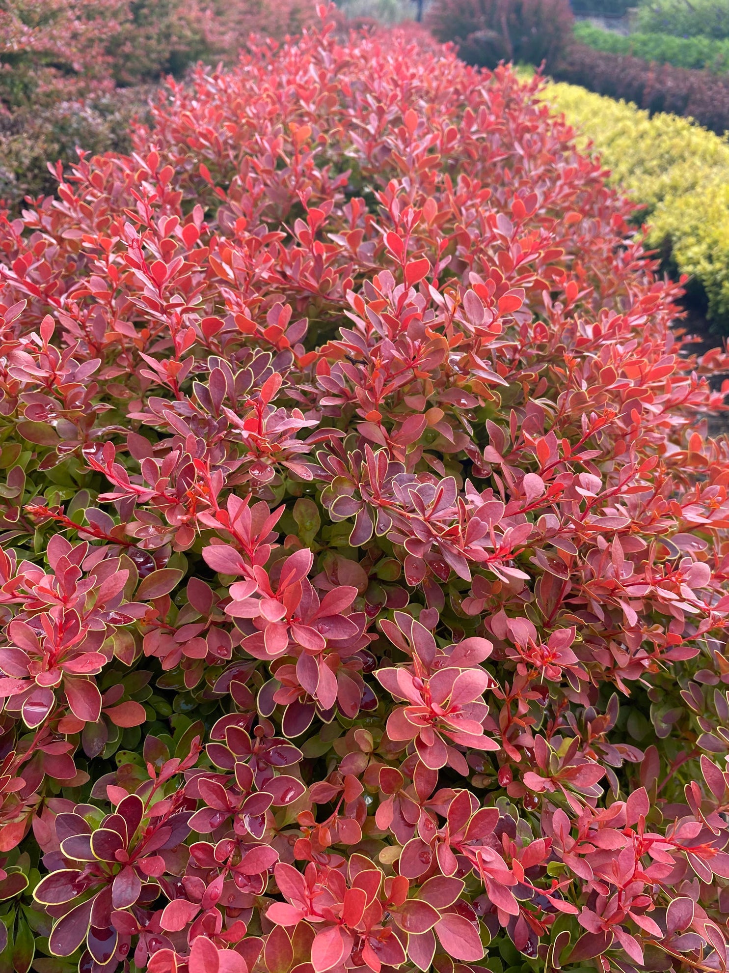 Dracila "Fireball" / Berberis thunbergii "Fireball"/ by gradina-noastra