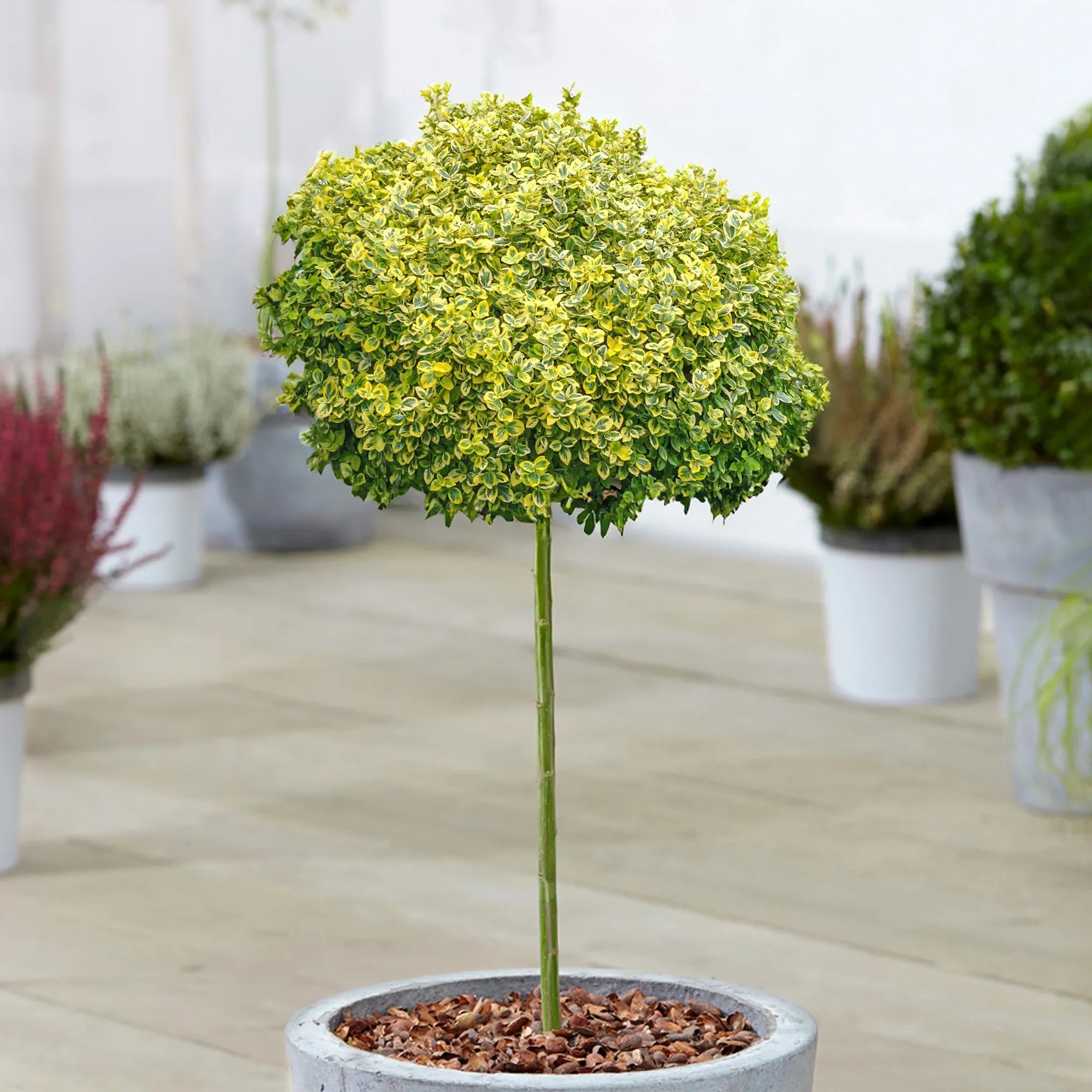 Salba aurie „Emerald Gold” pomisor / Euonymus fortunei "Emerald Gold"/ - Gradina Noastra