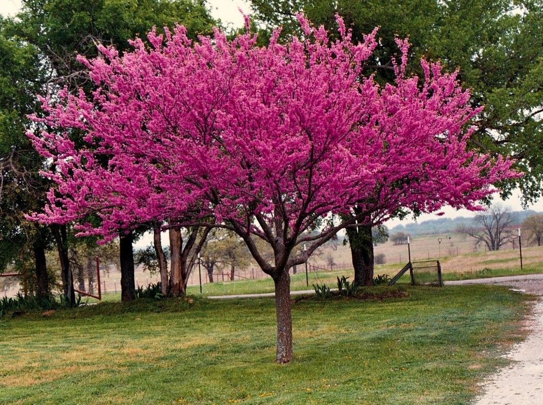 Arborele Iudei arbore / Cercis chinensis "Avondale" / - Gradina Noastra