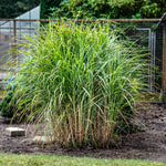 Iarba elefantului "Punktchen" 0.20 - 0.30 m / Miscanthus sinensis "Punktchen" /