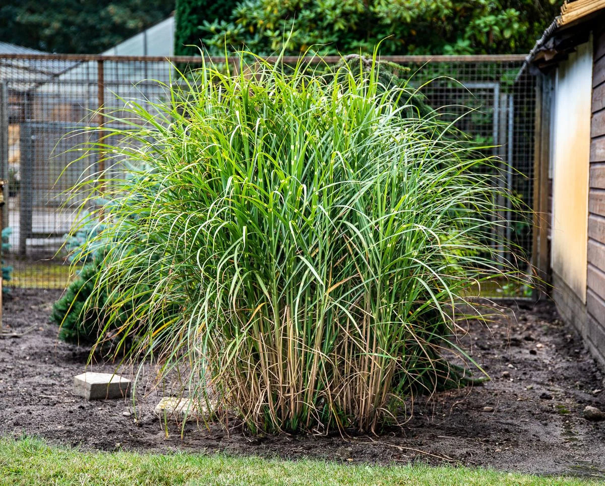 Iarba elefantului "Punktchen" 0.20 - 0.30 m / Miscanthus sinensis "Punktchen" /