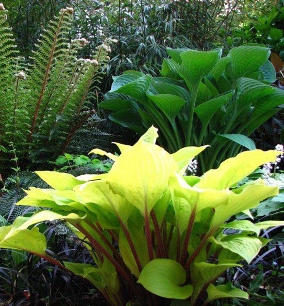 Hosta "Fire Island"