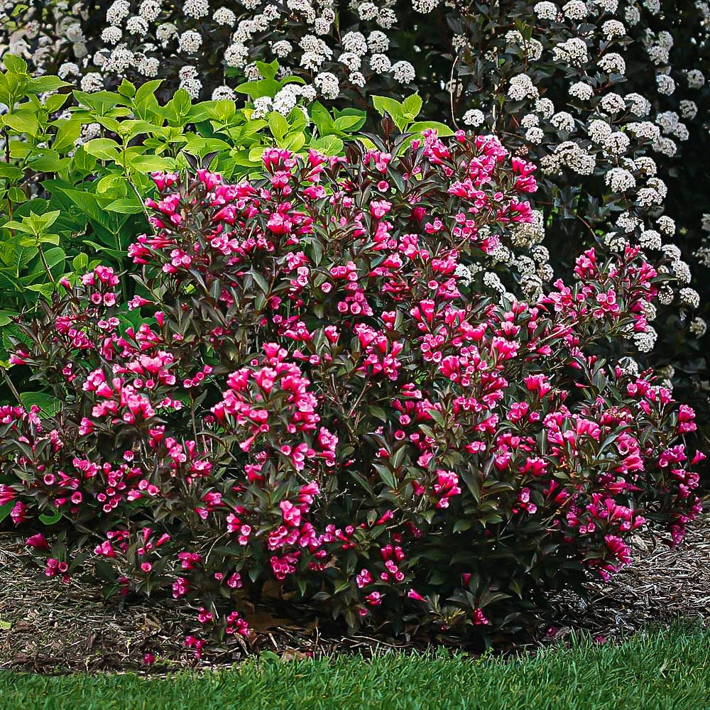 Weigela mix / Weigela florida "Purpurea", "Nana Variegata",  "Red Prince" / - Gradina Noastra