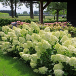 Hortensia paniculata "Mojito" / Hydrangea paniculata "Mojito" / by gradina-noastra