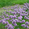Allium schoenoprasum  0.10 - 0.20 m