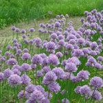Allium schoenoprasum  0.10 - 0.20 m
