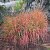 Iarba elefantului "Navajo" 0.20  - 0.30  m /Miscanthus sinensis "Navajo"/