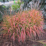 Iarba elefantului "Navajo" 0.20  - 0.30  m /Miscanthus sinensis "Navajo"/