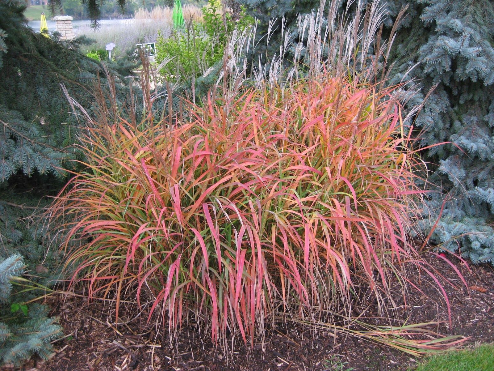 Iarba elefantului "Navajo" 0.20  - 0.30  m /Miscanthus sinensis "Navajo"/