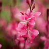 Gaura lindheimeri "Ruby Ruby" - Gradina Noastra