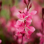Gaura lindheimeri "Ruby Ruby" - Gradina Noastra
