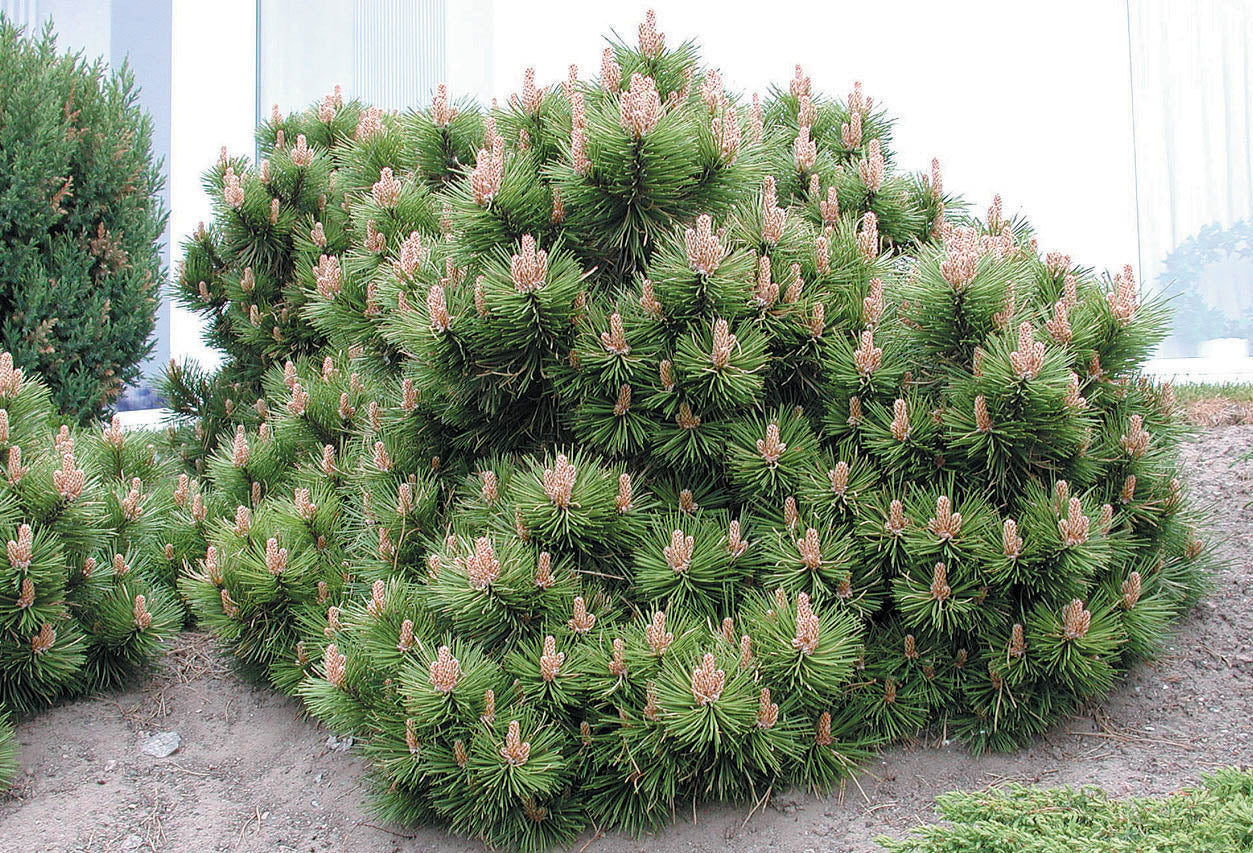 Pin Pitic Pumilio  /"Pinus Mugo Pumilio"/