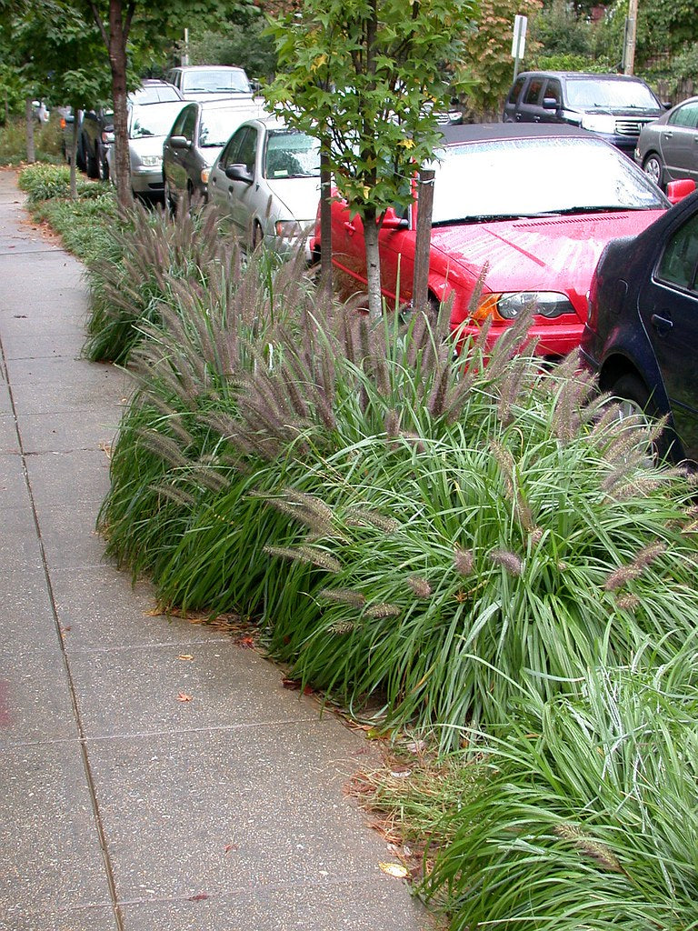 Pennisetum alopecuroides "Moudry" 0.10 - 0.20 m