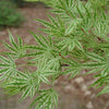 Artar japonez "Higasayama" 1.20 - 1.50 m / Acer palmatum "Higasayama"/