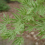 Artar japonez "Higasayama" 1.20 - 1.50 m / Acer palmatum "Higasayama"/