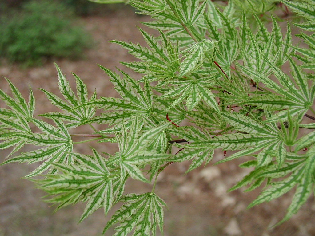 Artar japonez "Higasayama" 1.20 - 1.50 m / Acer palmatum "Higasayama"/