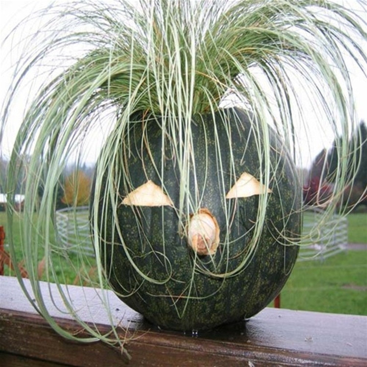 Carex morrowii "Frosted Curls" 0.20 - 0.30 m